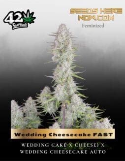 Wedding Cheesecake FAST (Feminized) (space) Fast Buds