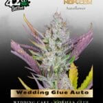 Wedding Glue Auto (Feminized) - Fast Buds