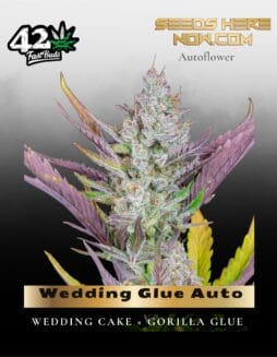 Wedding Glue Auto (Feminized) (space) Fast Buds