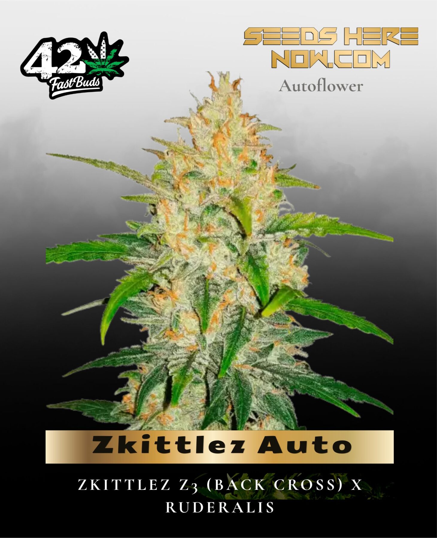 Zkittlez Auto (Feminized) - Fast Buds