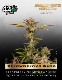 Ztrawberriez Auto (Feminized) (space) Fast Buds