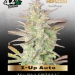 Z-Up Auto (Feminized) - Fast Buds