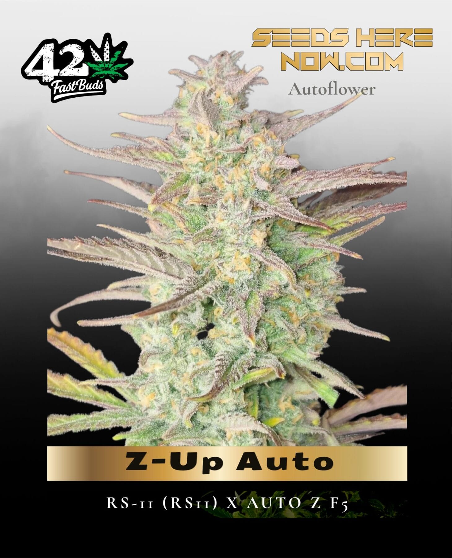 Z-Up Auto (Feminized) - Fast Buds