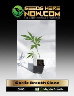 Garlic Breath (Clone) (space) ACC