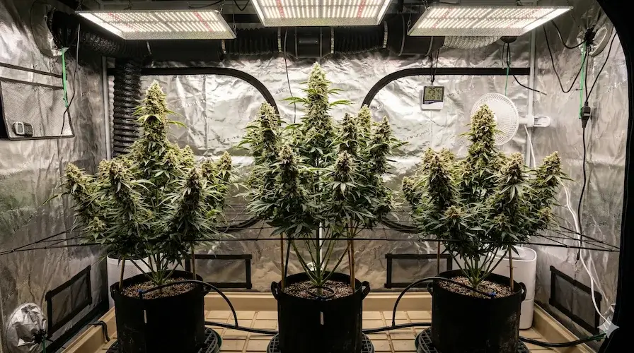 The Complete Beginner'S Guide To Growing Cannabis – Beginner cannabis cultivation guide