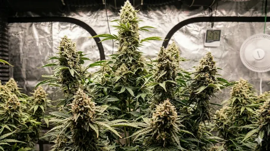 The Complete Beginner'S Guide To Growing Cannabis – Beginner's guide to cannabis growing