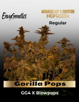 Gorilla Pops (Regular) (space) Envy Genetics