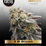 2 B Blunt (Feminized) - Elev8 Seeds