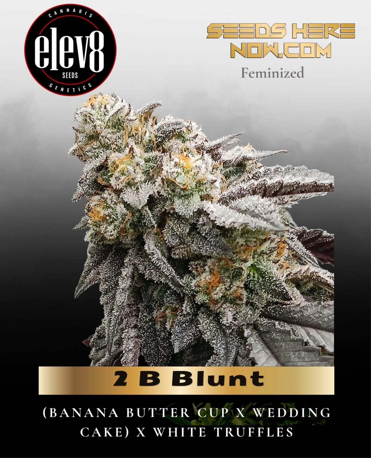 2 B Blunt (Feminized) - Elev8 Seeds