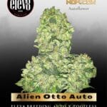 Alien Otto Auto (Feminized) - Elev8 Seeds