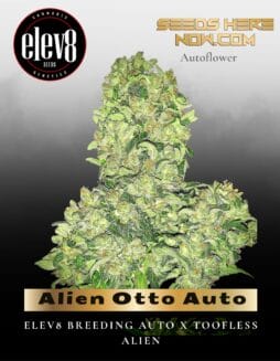 Alien Otto Auto (Feminized) (space) Elev8 Seeds