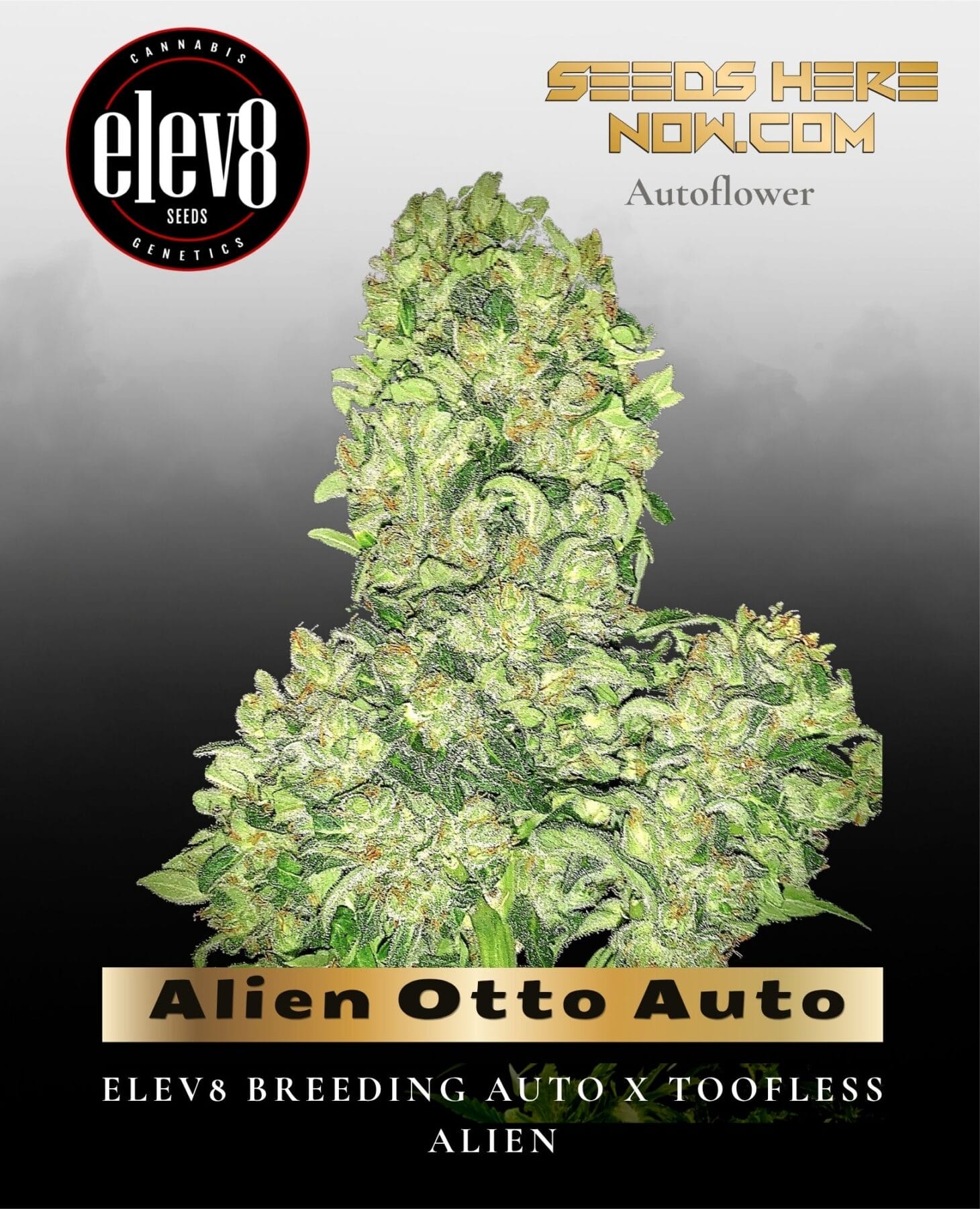 Alien Otto Auto (Feminized) - Elev8 Seeds