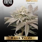 Aqua Verde (Feminized) - Elev8 Seeds