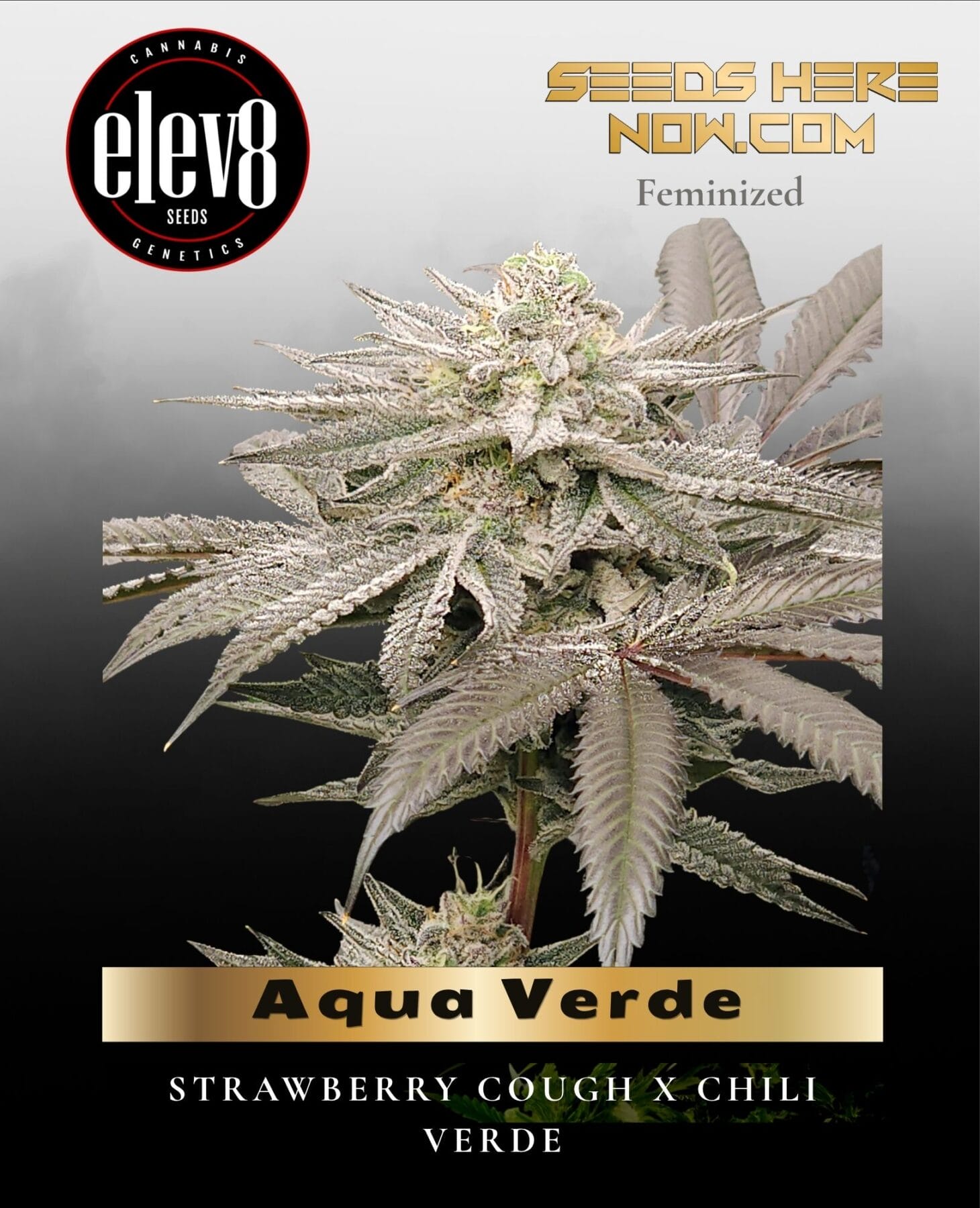 Aqua Verde (Feminized) - Elev8 Seeds