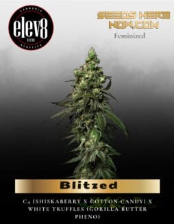 Blitzed (Feminized) (space) Elev8 Seeds