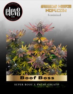 Boof Boss (Feminized) (space) Elev8 Seeds