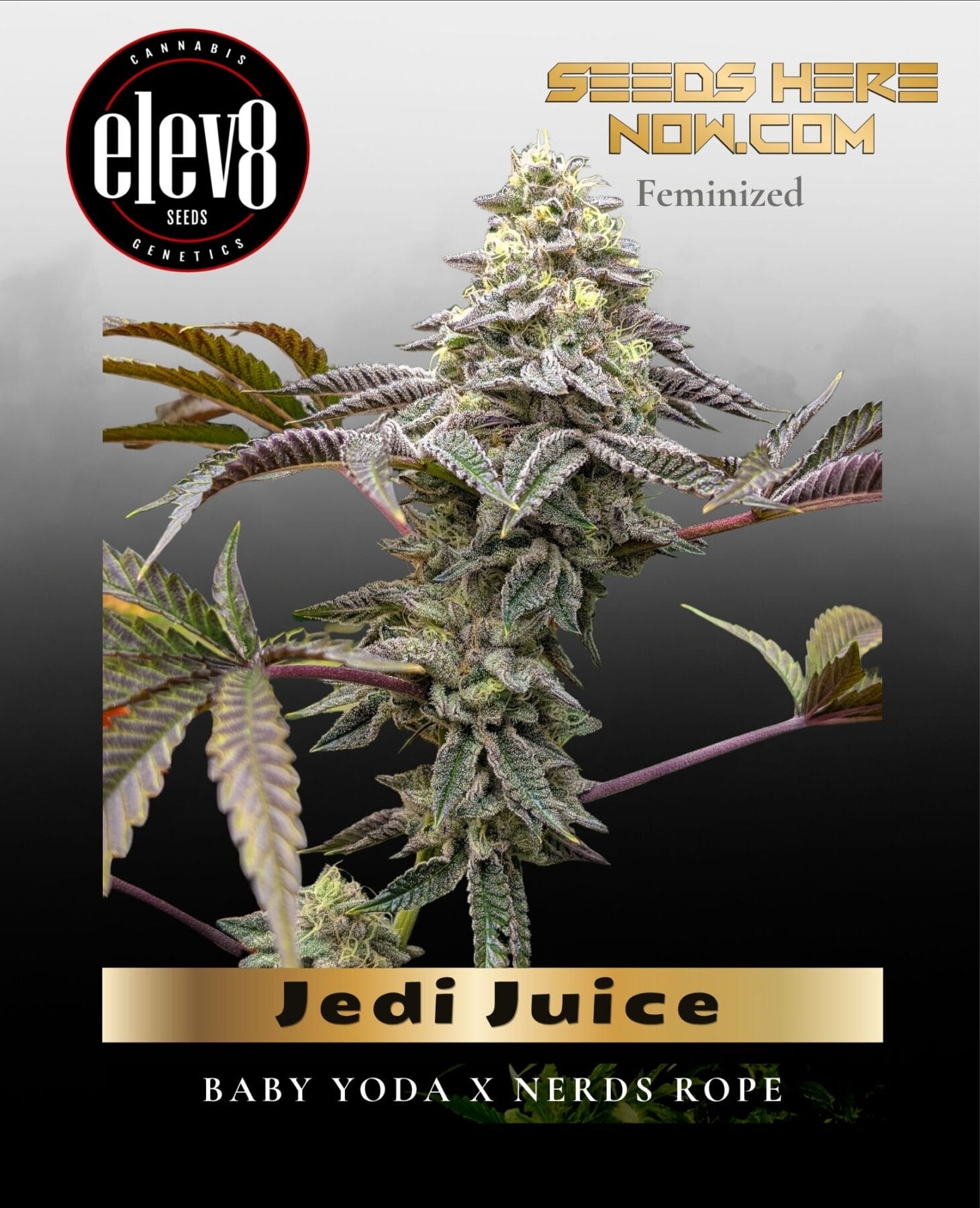 Baby Yoda x Nerds Rope (Jedi Juice) (Feminized) - Elev8 Seeds