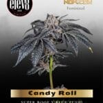 Candy Roll (Feminized) - Elev8 Seeds