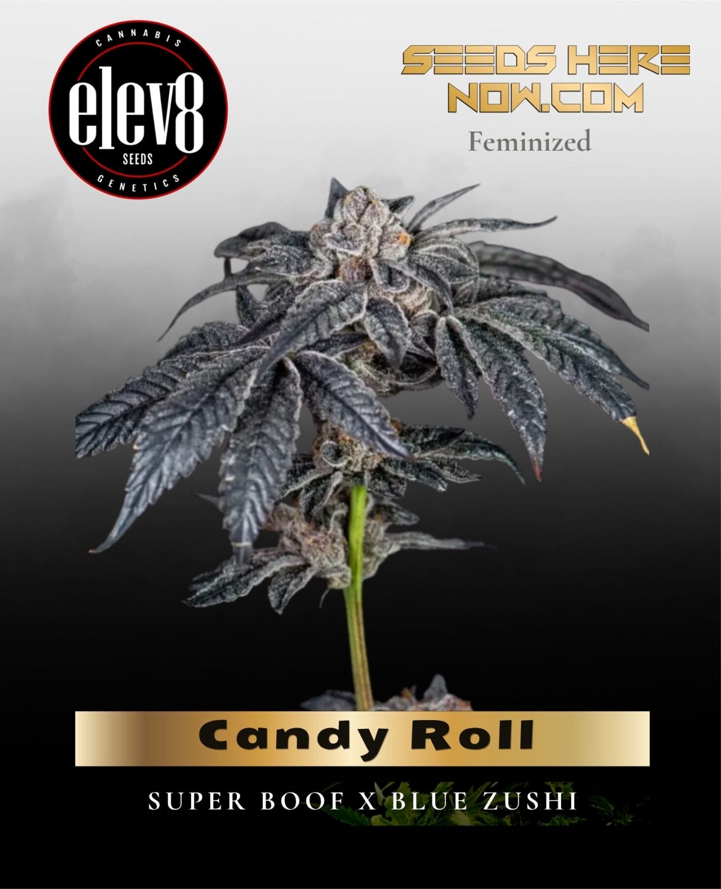 Candy Roll (Feminized) - Elev8 Seeds