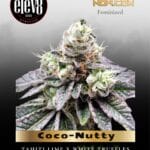 Coco-Nutty (Feminized) - Elev8 Seeds