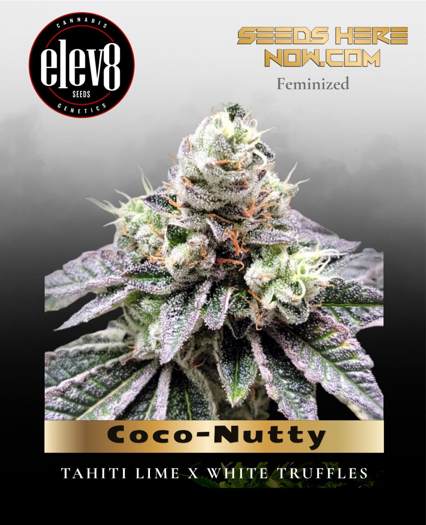 Coco-Nutty (Feminized) - Elev8 Seeds