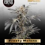 Frosty Melons (Feminized) - Elev8 Seeds