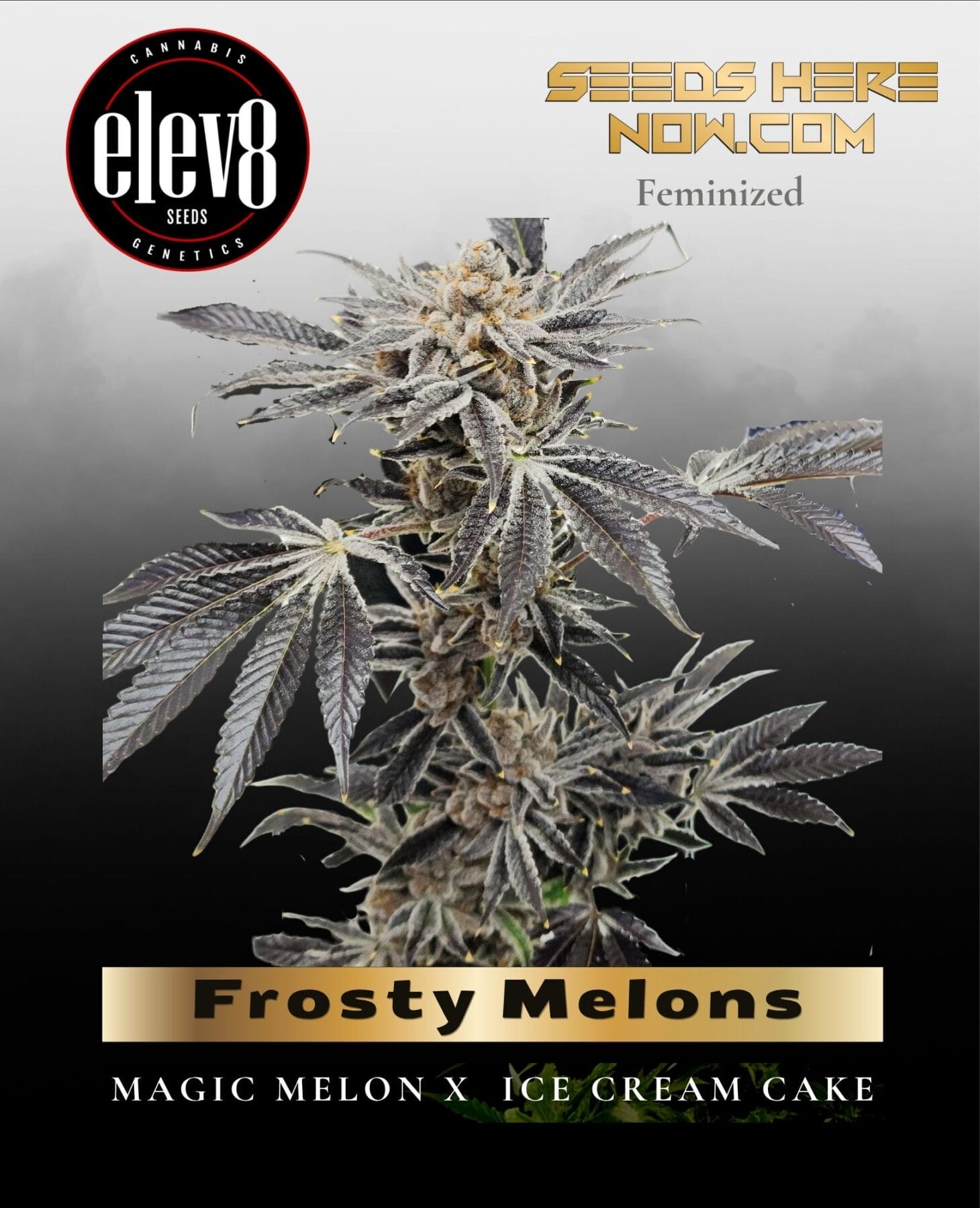 Frosty Melons (Feminized) - Elev8 Seeds
