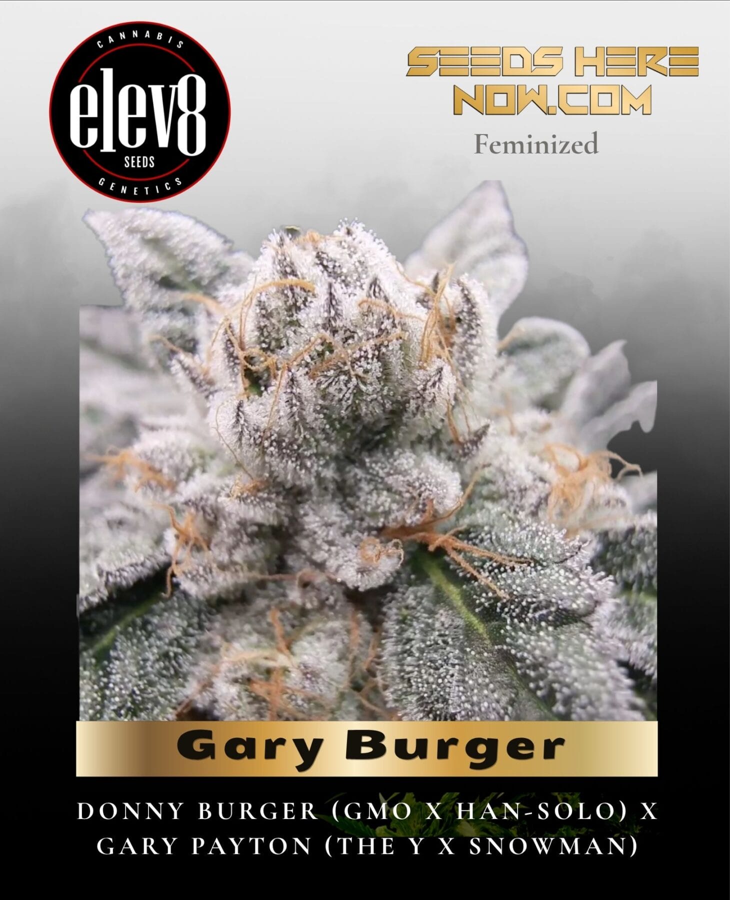 Gary Burger (Feminized) - Elev8 Seeds