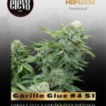 Gorilla Glue #4 S1 (Feminized) - Elev8 Seeds