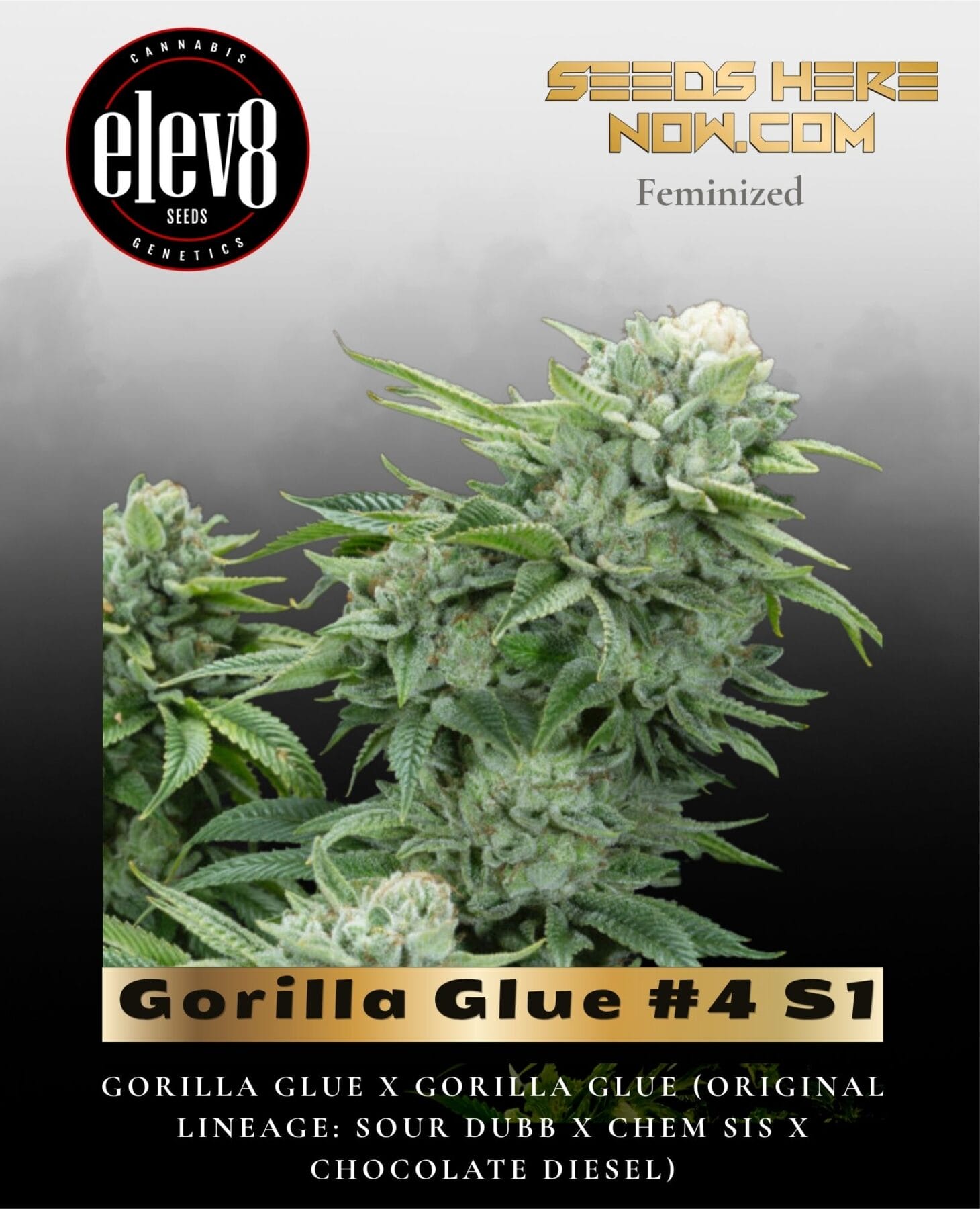 Gorilla Glue #4 S1 (Feminized) - Elev8 Seeds