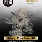 Gary Payton S1 (Feminized) - Elev8 Seeds