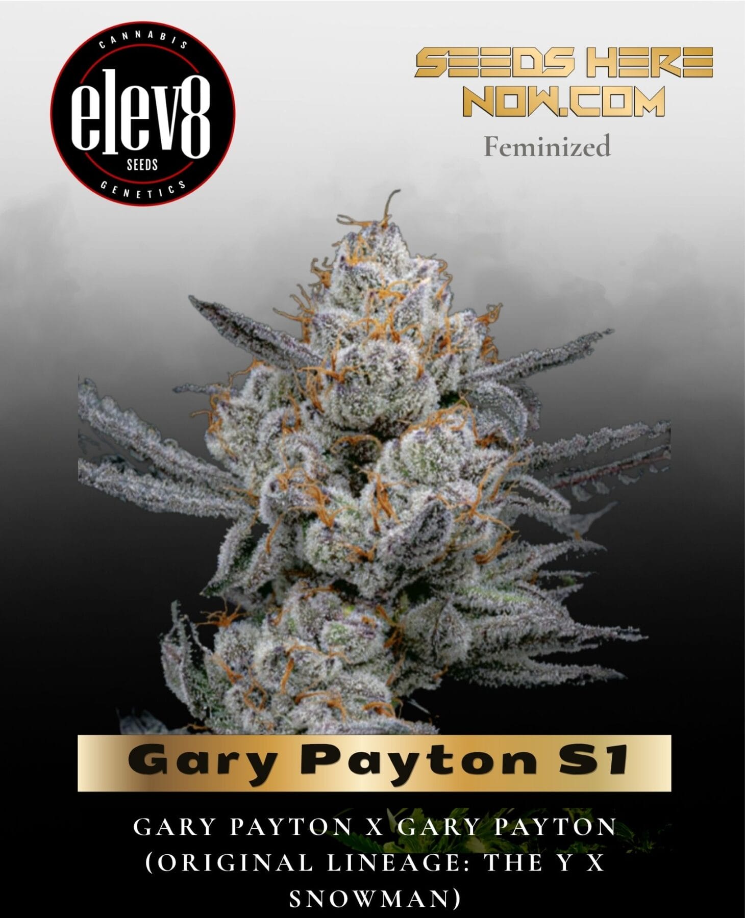 Gary Payton S1 (Feminized) - Elev8 Seeds