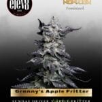 Granny's Apple Fritter (Feminized) - Elev8 Seeds