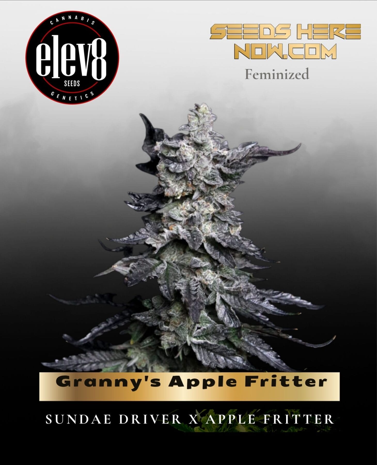 Granny's Apple Fritter (Feminized) - Elev8 Seeds