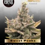 Sweet Peaks (Feminized) - Elev8 Seeds