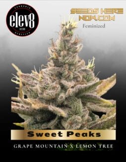 Sweet Peaks (Feminized) (space) Elev8 Seeds