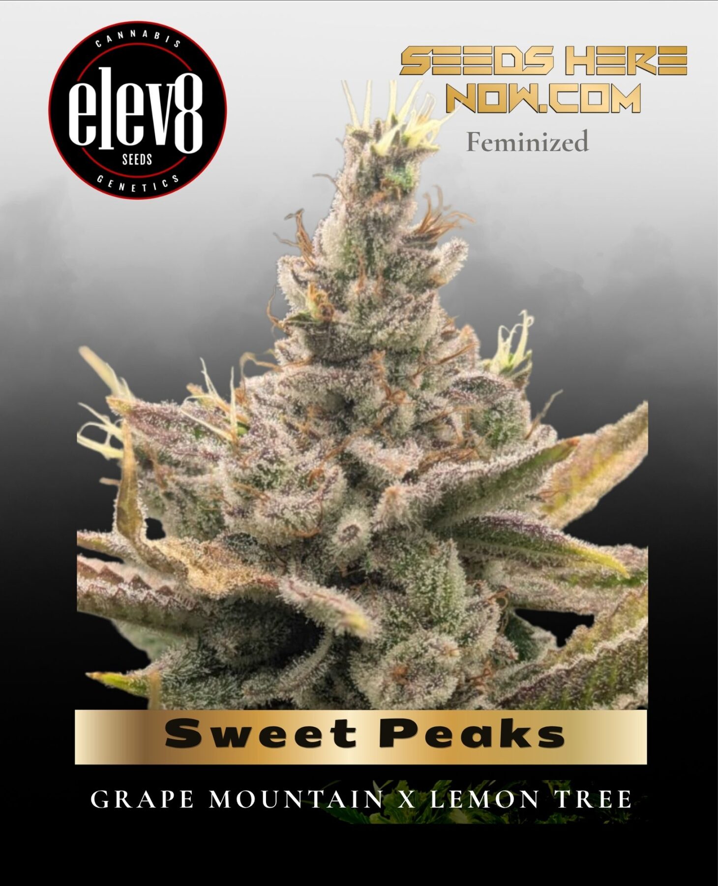 Sweet Peaks (Feminized) - Elev8 Seeds