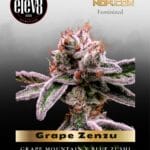 Grape Zenzu (Feminized) - Elev8 Seeds