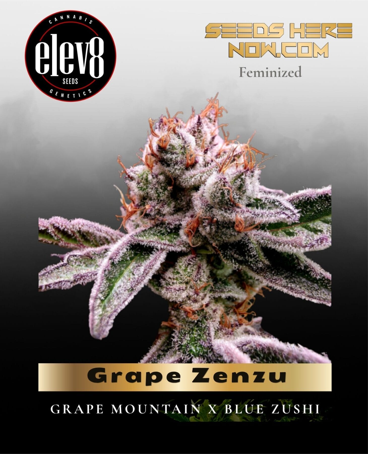 Grape Zenzu (Feminized) - Elev8 Seeds
