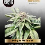 High Wired Femnised Seeds - Elev8 Seeds
