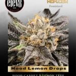 Hood Lemon Drops (Feminized) - Elev8 Seeds