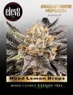 Hood Lemon Drops (Feminized) (space) Elev8 Seeds