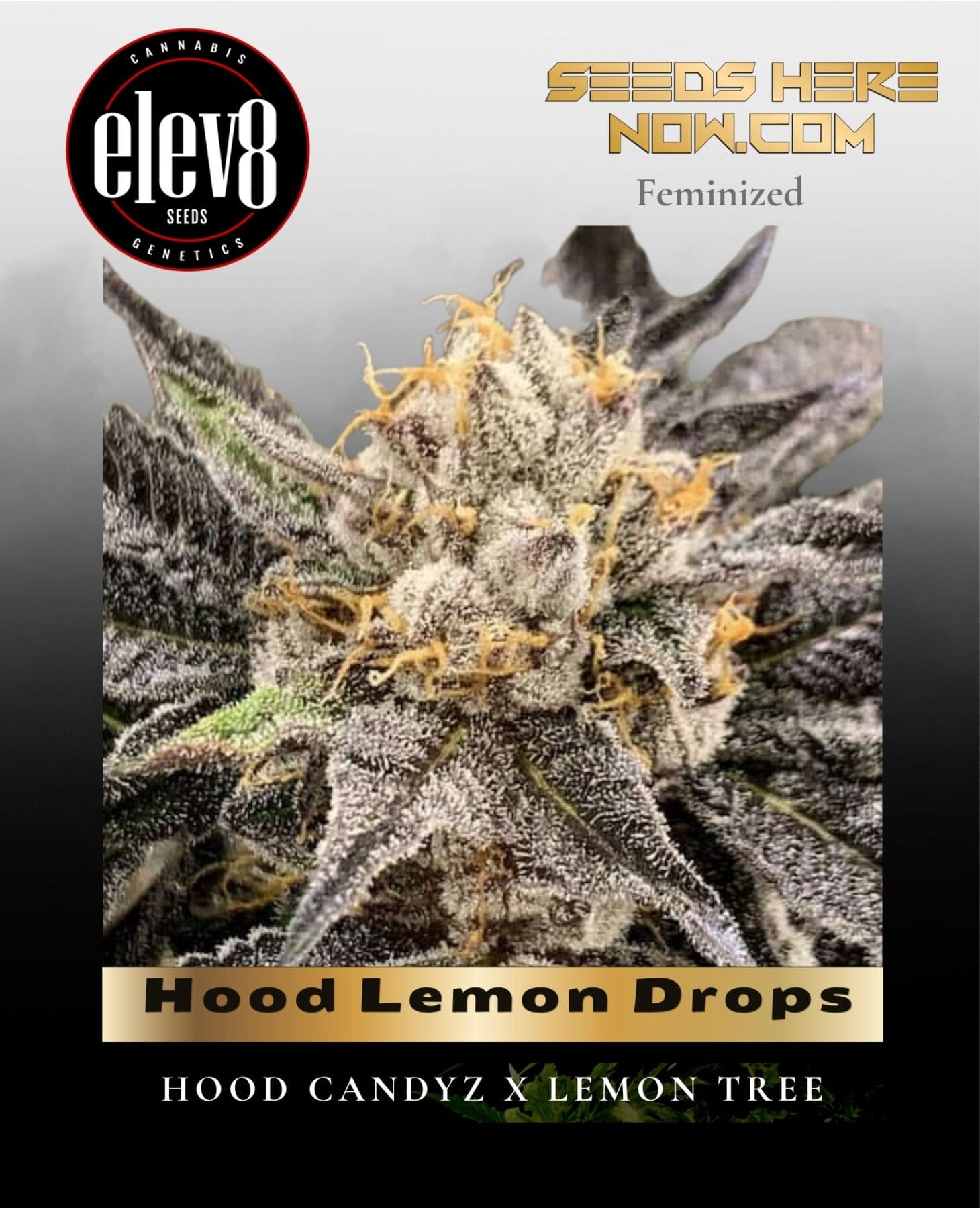 Hood Lemon Drops (Feminized) - Elev8 Seeds