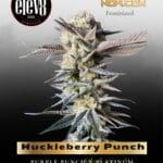 Huckleberry Punch (Feminized) - Elev8 Seeds