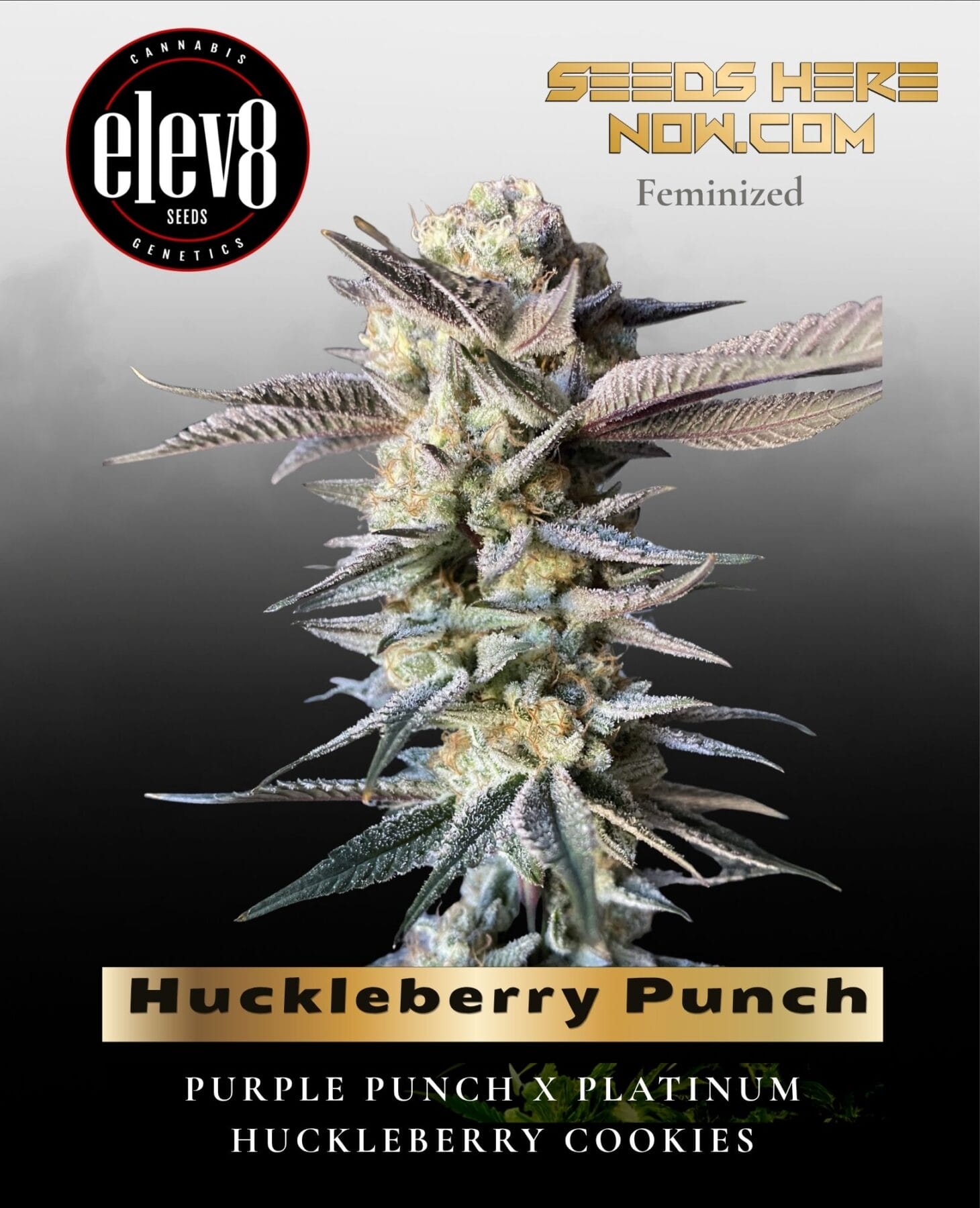 Huckleberry Punch (Feminized) - Elev8 Seeds