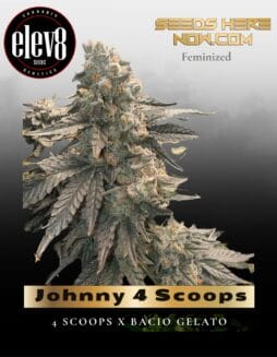Johnny 4 Scoops (Feminized) (space) Elev8 Seeds