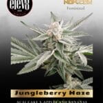 Jungleberry Haze (Feminized) - Elev8 Seeds