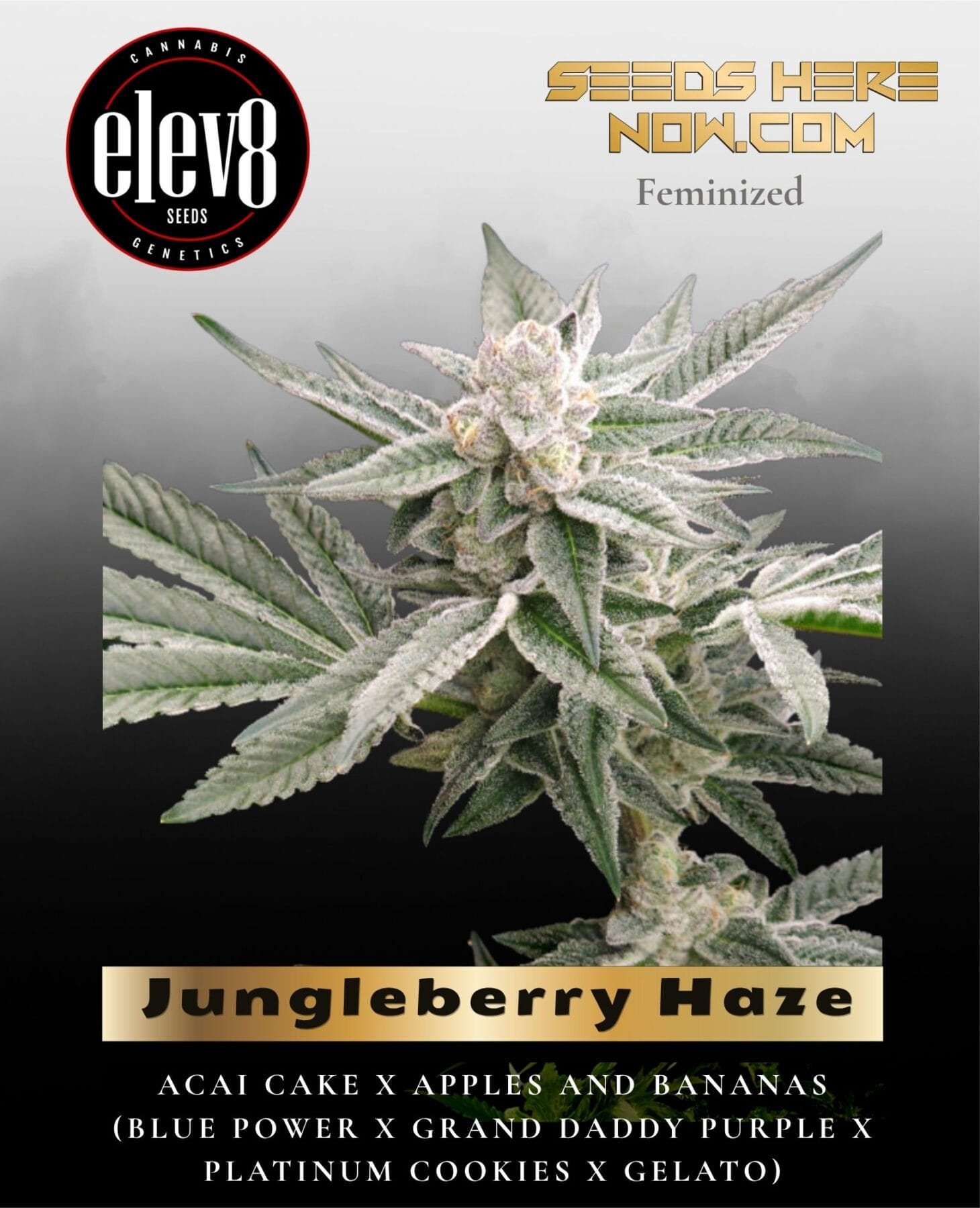 Jungleberry Haze (Feminized) - Elev8 Seeds