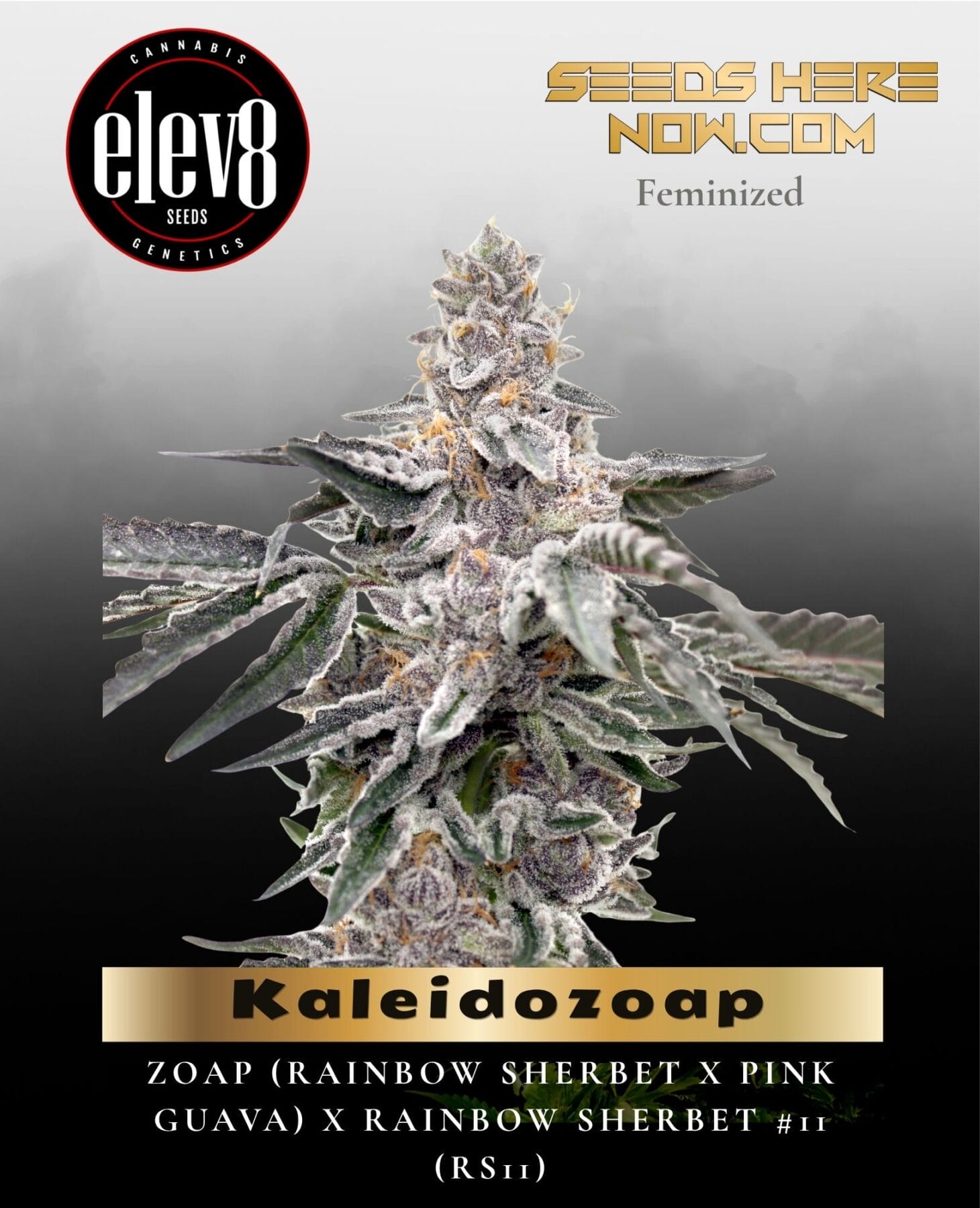 Kaleidozoap (Feminized) - Elev8 Seeds
