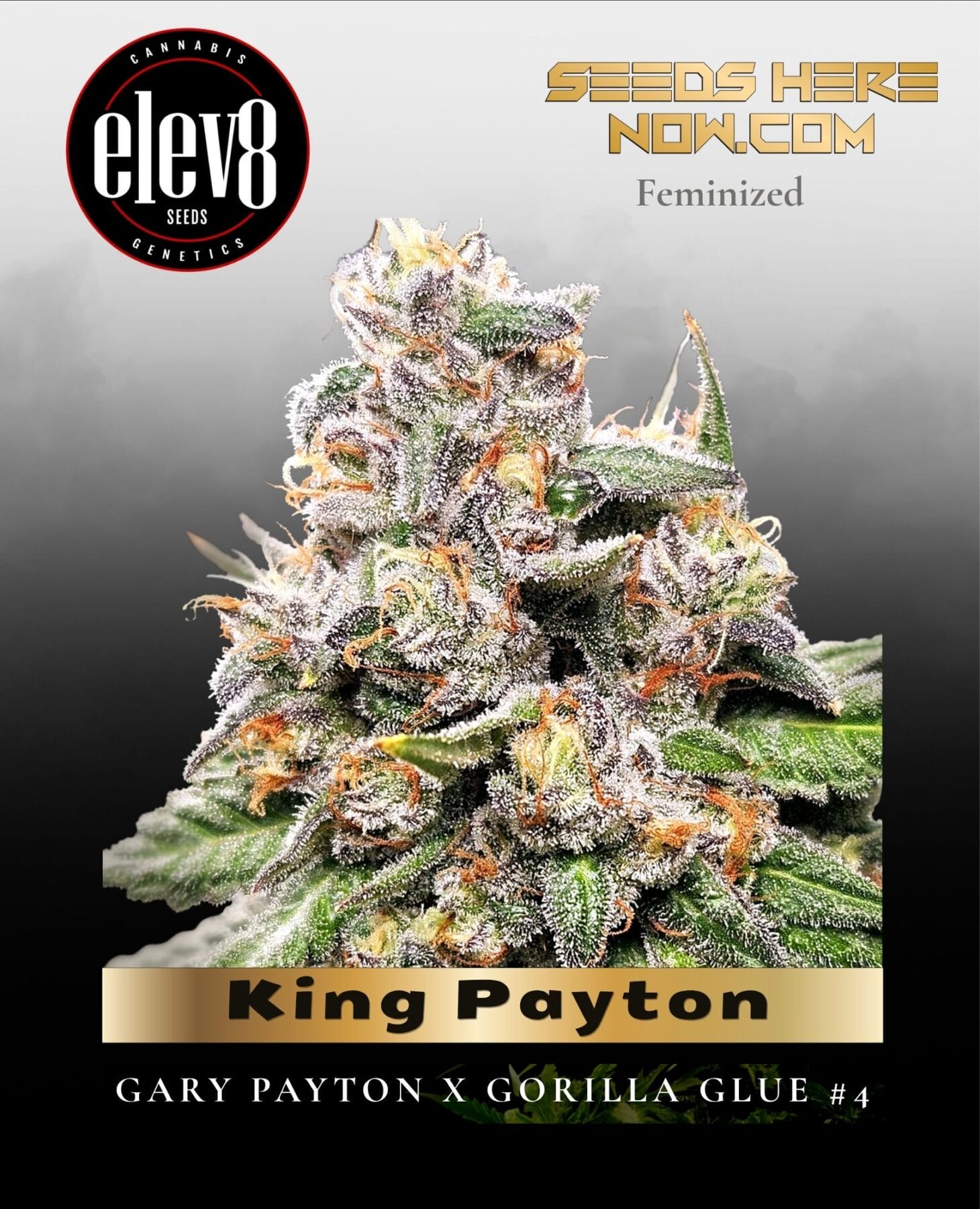 King Payton (Feminized) - Elev8 Seeds
